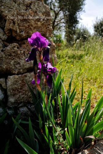 velvet iris
